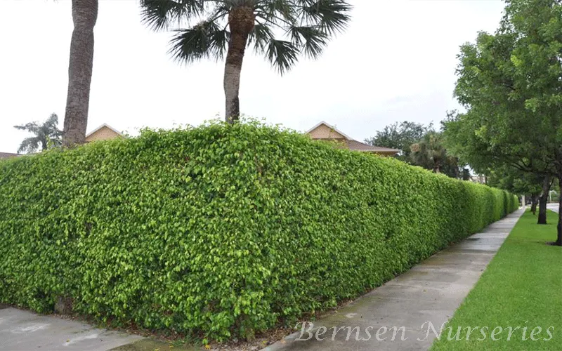 Trusted landscape installation in Vero Beach, FL by Miracle Green