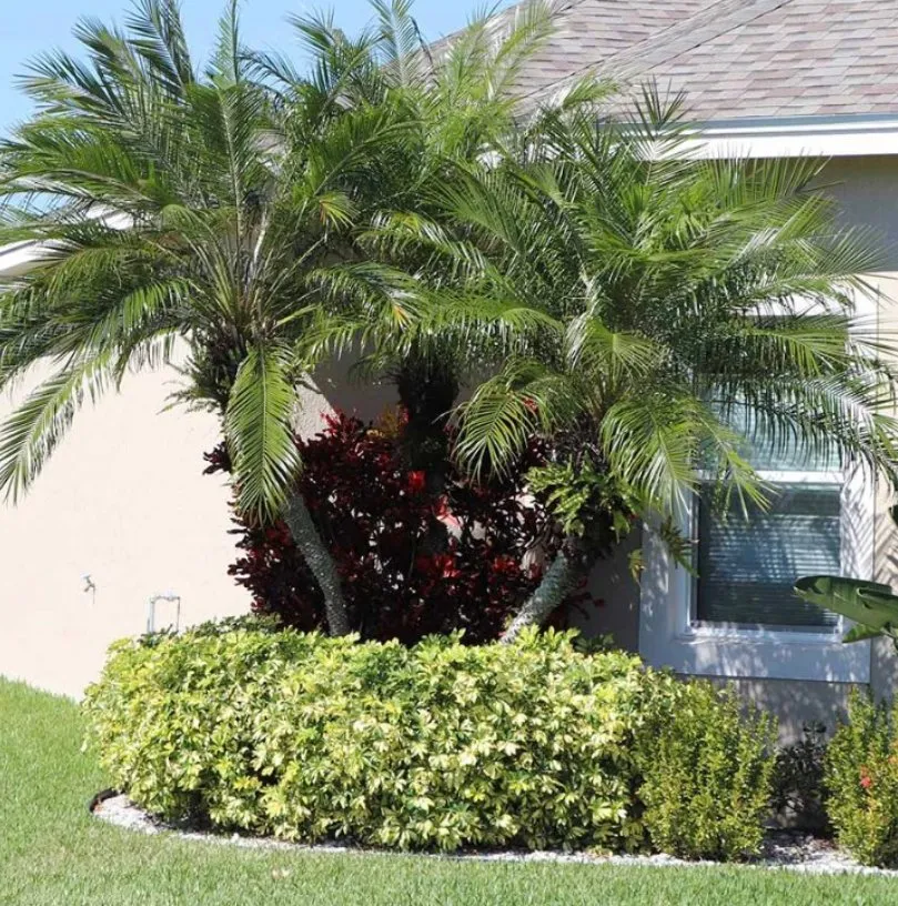 Expert landscape installation experts serving Vero Beach, FL - Miracle Green