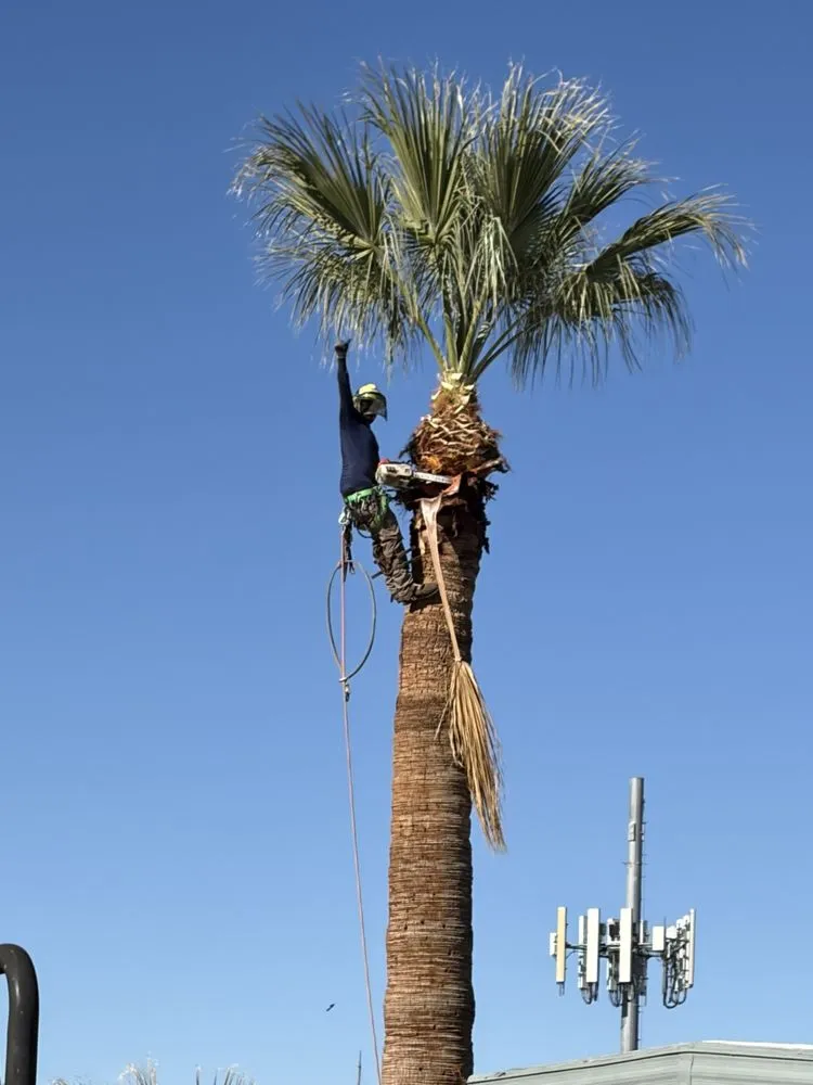 Top-rated lawn mowing service for residential properties across Tucson, AZ - Miracle Hands Landscaping