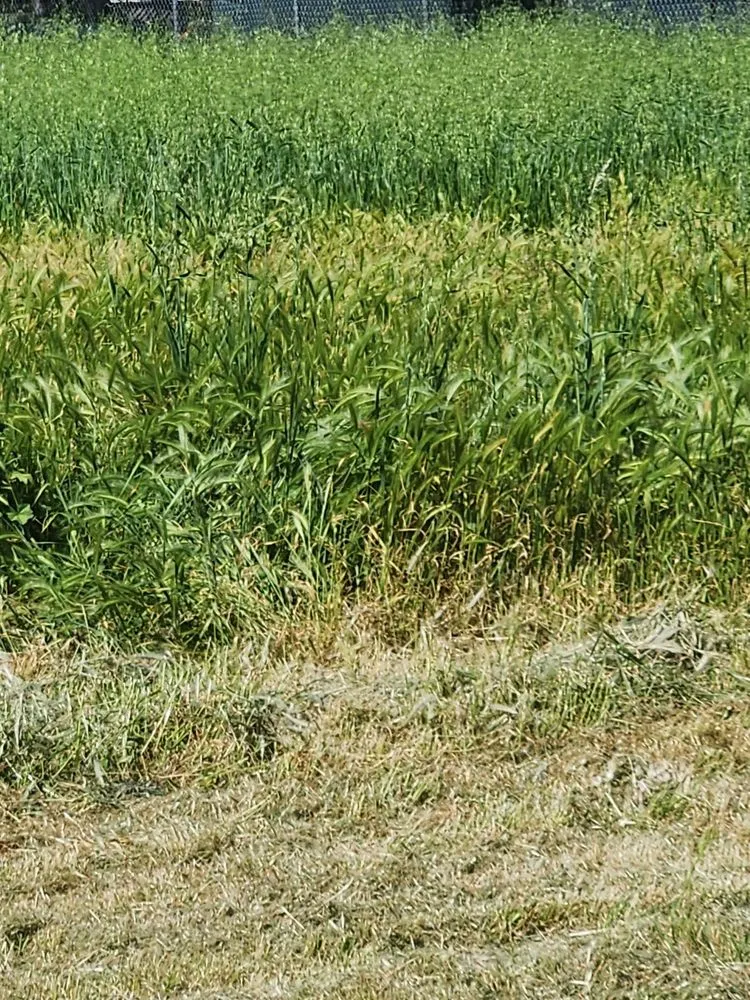 Professional lawn mowing service in Sacramento, CA - Miracle lawns service