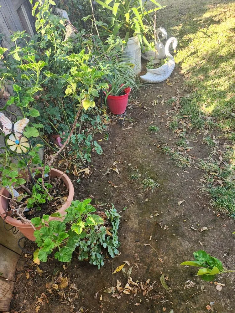 Professional lawn care service in Sacramento, CA by Miracle lawns service