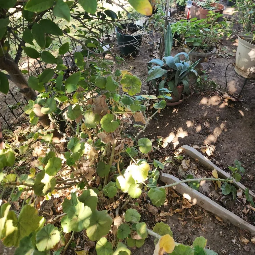 Top-rated lawn mowing service near you across Sacramento, CA - Miracle lawns service