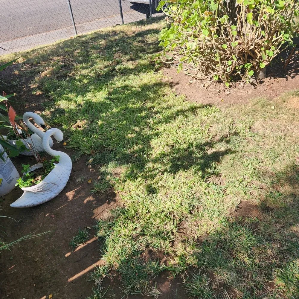 Top-rated yard cleanup service in Sacramento, CA by Miracle lawns service