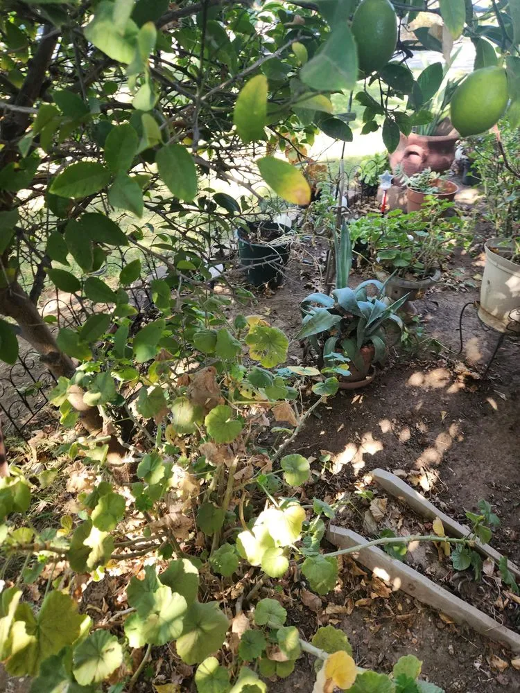 Top-rated garden landscaping experts serving Sacramento, CA - Miracle lawns service