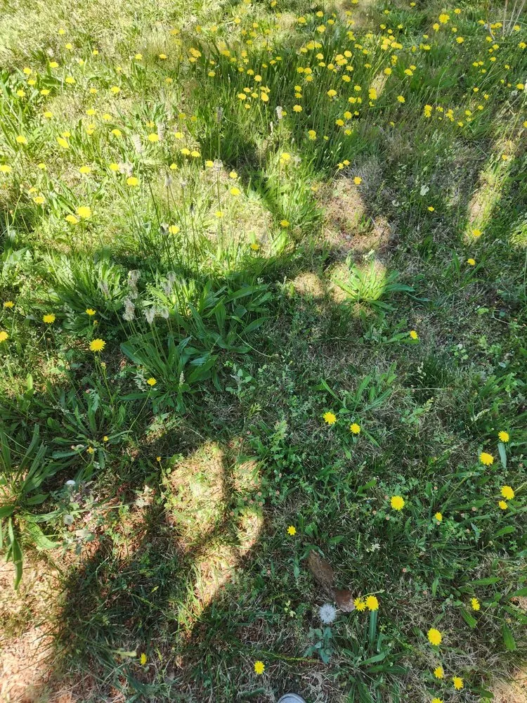 Expert outdoor landscaping in Sacramento, CA - Miracle lawns service