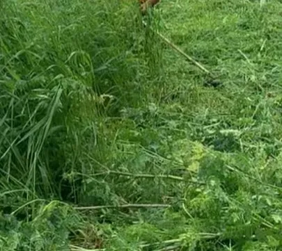 Professional outdoor landscaping for homes across Ingleside, TX - Miracle Yard Care