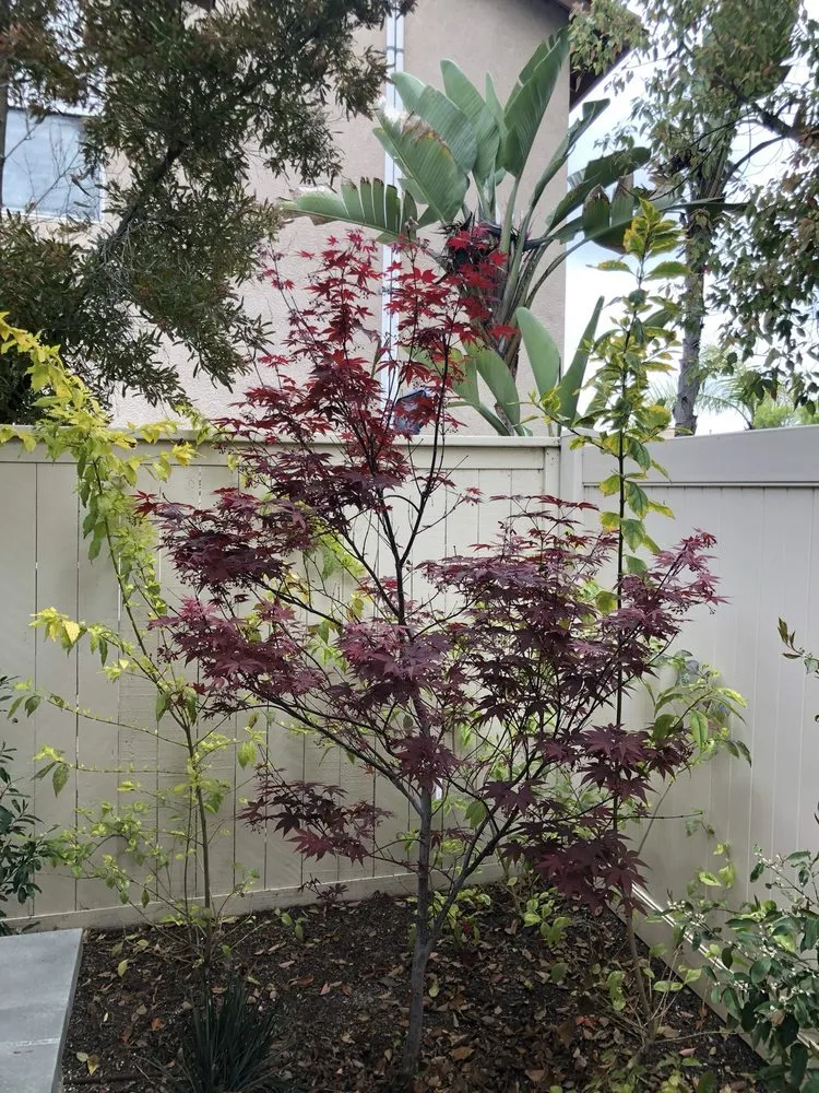 Custom garden landscaping experts serving Newport Beach, CA - Mirage Landscape