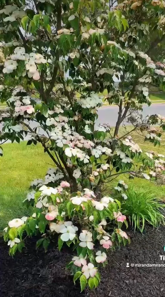 Reliable landscaping services in Easton, PA - Miranda Contracting