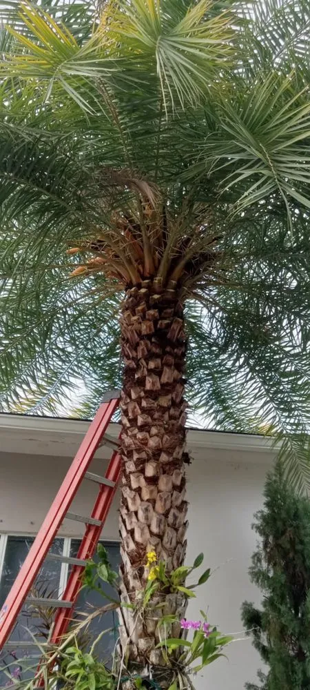 Expert residential landscaping with custom design across Miami, FL - Miranda Landscaping