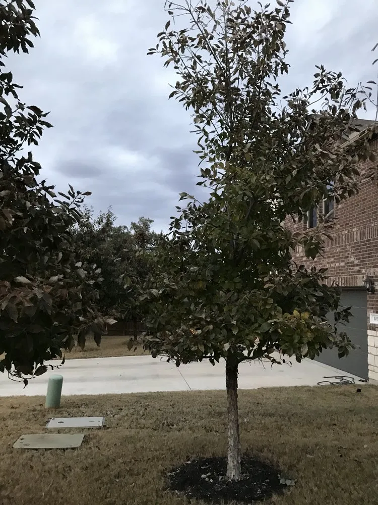 Professional lawn care service experts serving Lockhart, TX - MirelesLawnService