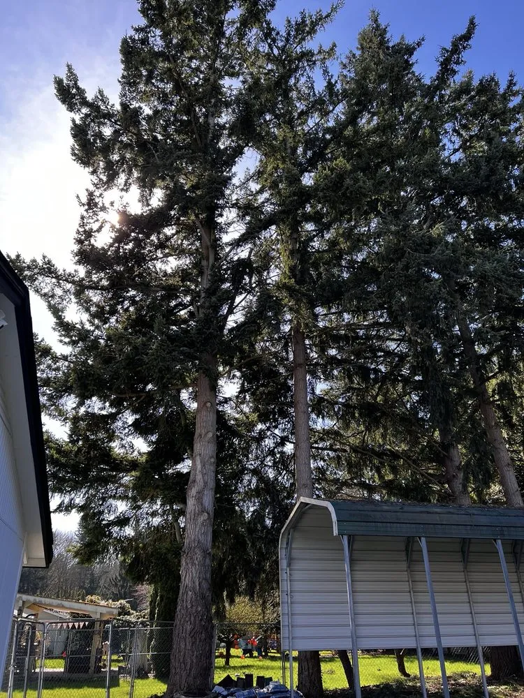 Affordable yard maintenance for homes across Renton, WA - Misael Tree Services