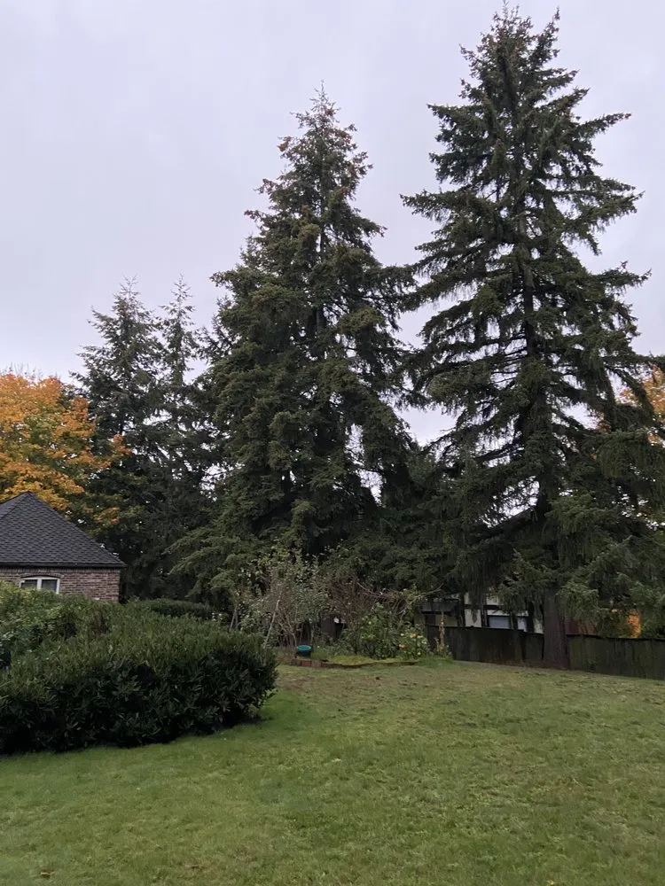 Reliable landscaping services for year-round maintenance across Renton, WA - Misael Tree Services