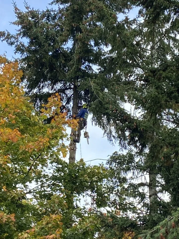 Affordable landscaping services with custom design across Renton, WA - Misael Tree Services