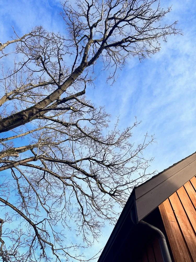 Local yard cleanup service in Renton, WA by Misael Tree Services