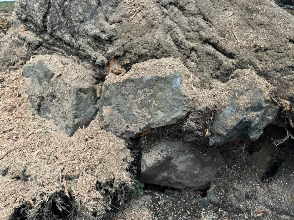 Affordable lawn care service near you in Renton, WA by Misael Tree Services