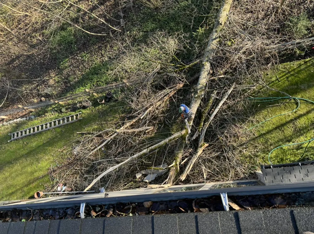 Affordable landscape installation for year-round maintenance in Renton, WA by Misael Tree Services