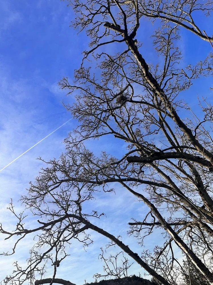 Professional garden landscaping in Renton, WA by Misael Tree Services