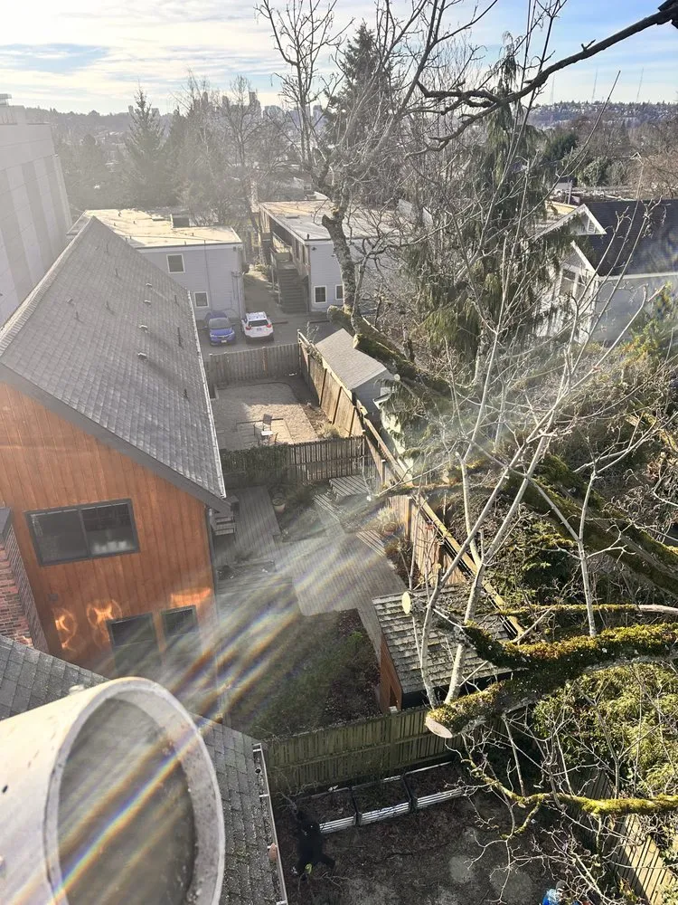 Top-rated yard cleanup service for homes in Renton, WA by Misael Tree Services