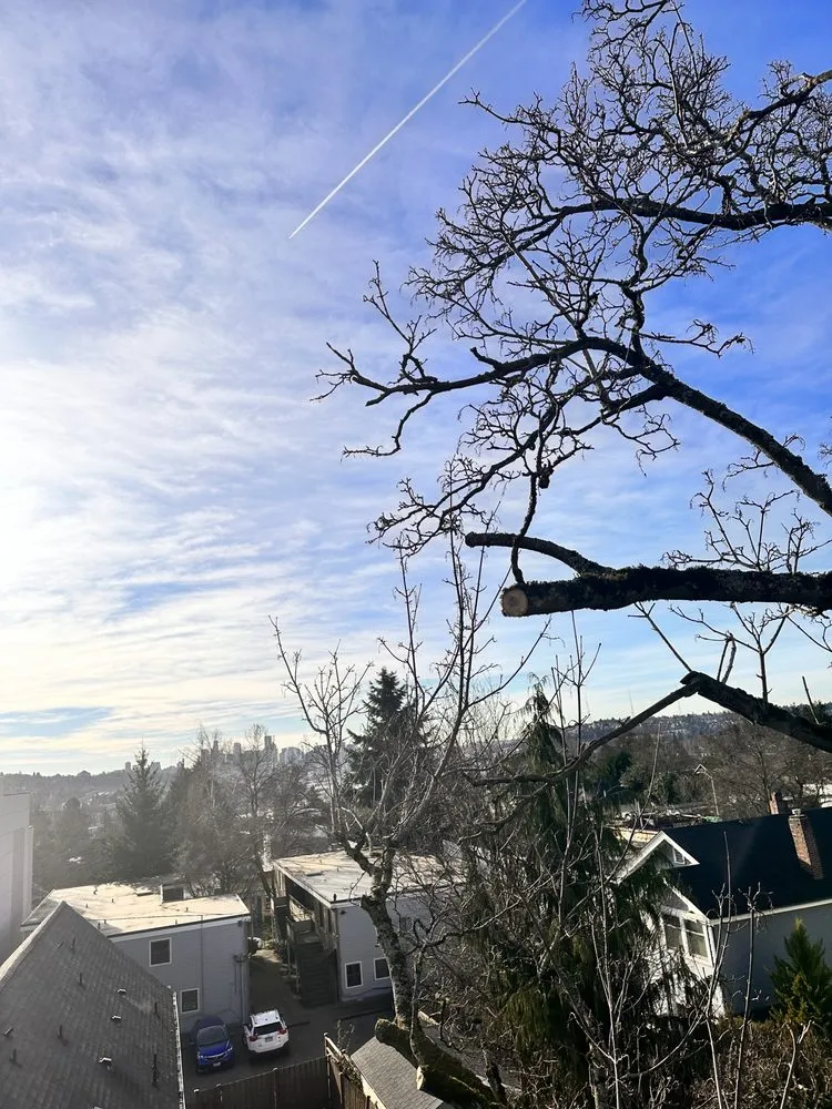 Professional landscape installation experts serving Renton, WA - Misael Tree Services