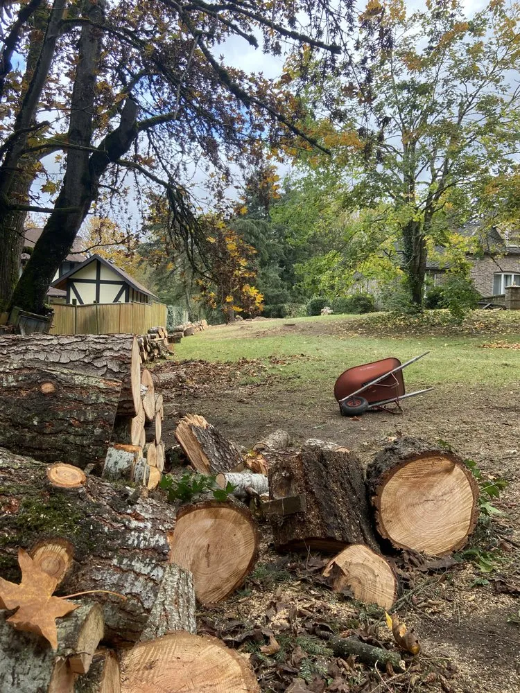 Trusted yard cleanup service experts serving Renton, WA - Misael Tree Services