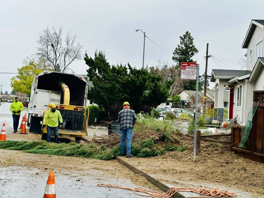 Local landscape installation in Mountain View, CA - Misael’s Tree Service
