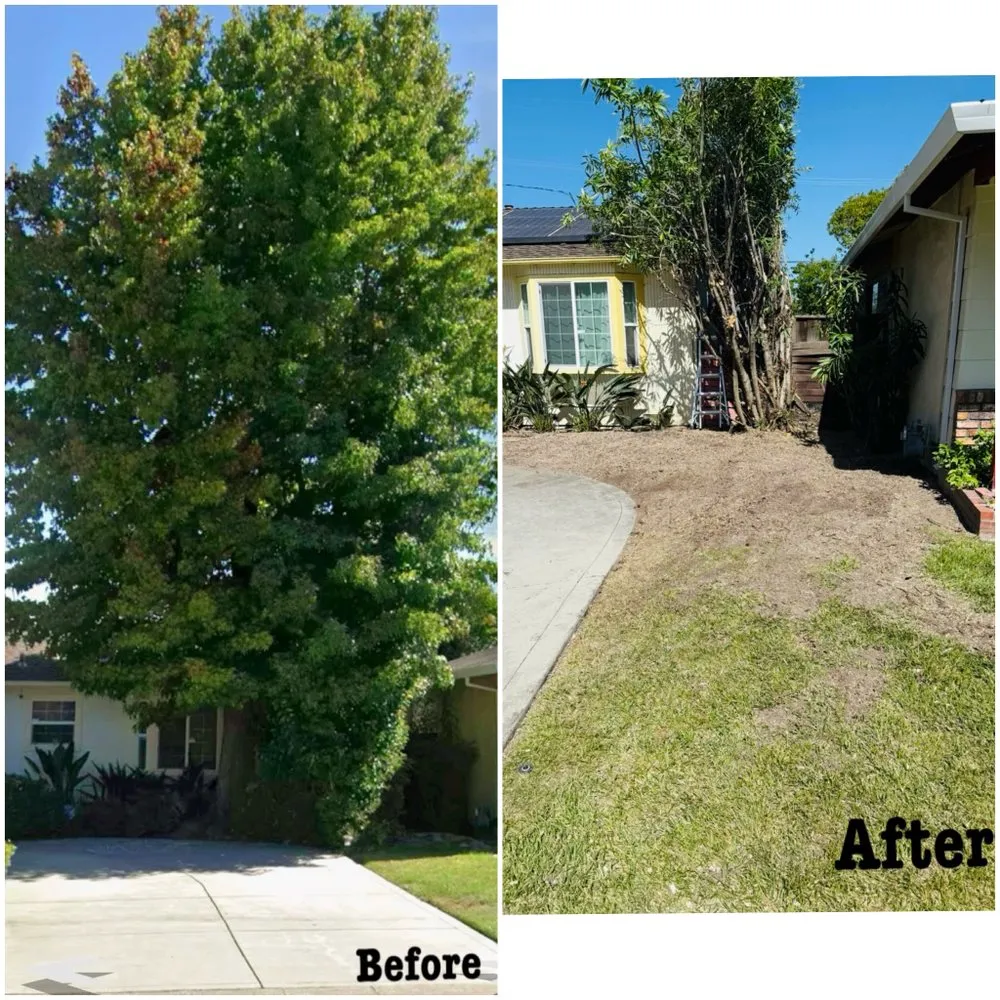 Top-rated landscaping services for residential properties across Mountain View, CA - Misael’s Tree Service