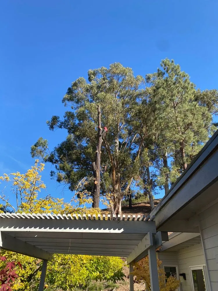 Custom landscape installation for residential properties in Mountain View, CA by Misael’s Tree Service