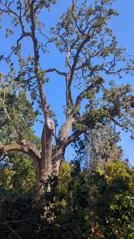 Local yard cleanup service for year-round maintenance in Mountain View, CA by Misael’s Tree Service