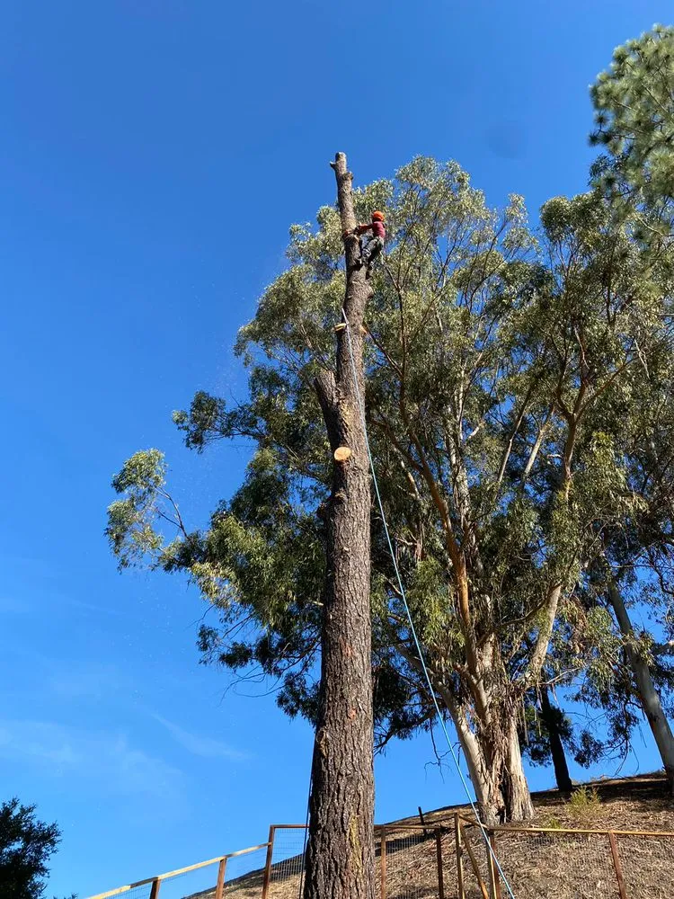 Trusted lawn care service in Mountain View, CA - Misael’s Tree Service