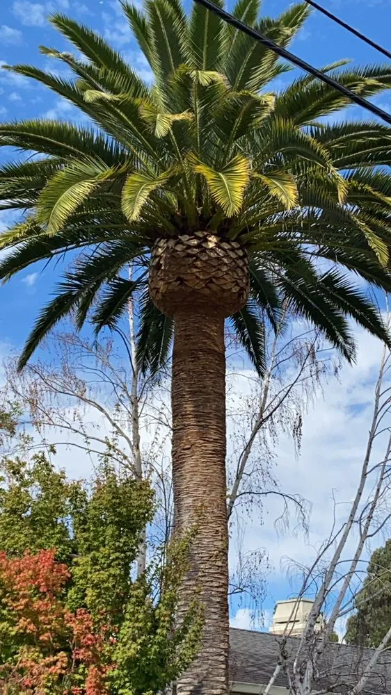 Trusted lawn mowing service in Mountain View, CA - Misael’s Tree Service