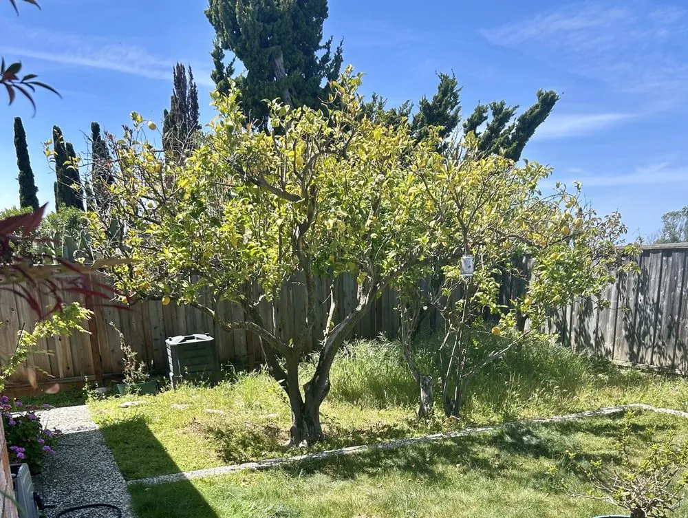 Top-rated residential landscaping in El Sobrante, CA by Misgna Habtom's Gardening And Light Landscaping