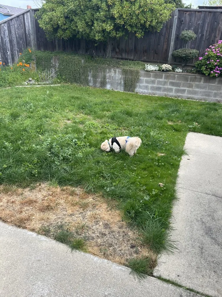 Professional yard cleanup service with custom design across El Sobrante, CA - Misgna Habtom's Gardening And Light Landscaping