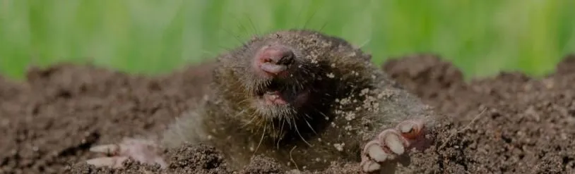 Top-rated lawn care service experts serving Mishawaka, IN - Mishawaka Commercial Landscaping