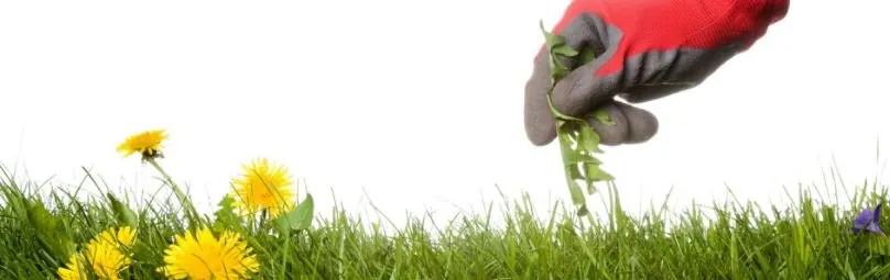 Affordable lawn mowing service in Mishawaka, IN - Mishawaka Commercial Landscaping