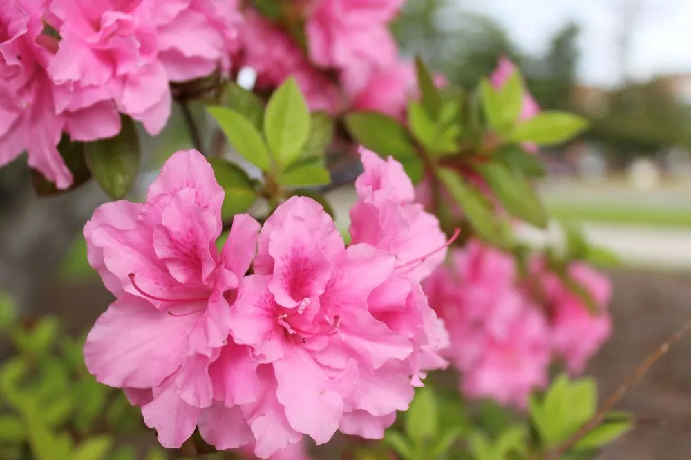 Professional outdoor landscaping near you in Wilmington, NC by Mission Lawn Care