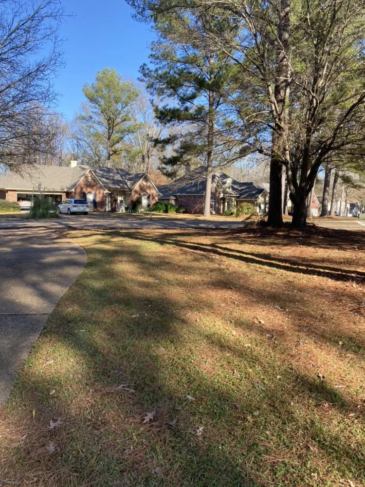 Reliable landscape design for beautiful yards across Ridgeland, MS - Mississippi Greenery