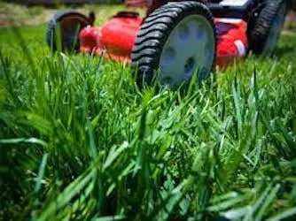Mississippi Lawn Management