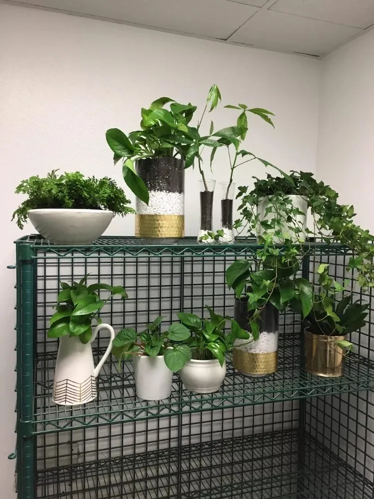 Local yard cleanup service in Richmond, CA by MissLandscape