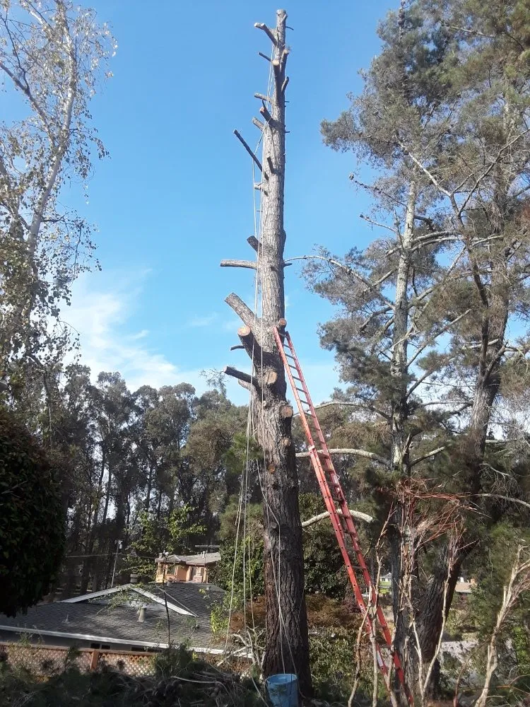 Local yard maintenance near you in Richmond, CA by MissLandscape