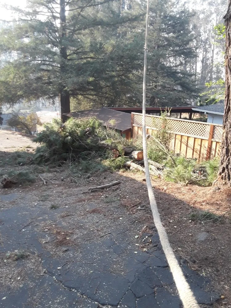 Reliable landscaping services in Richmond, CA - MissLandscape