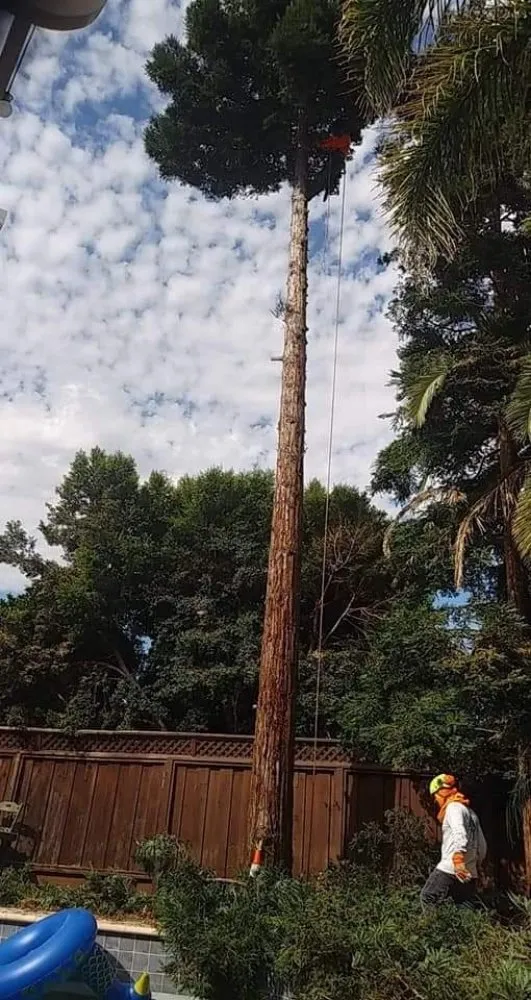 Trusted landscaping services for residential properties in Richmond, CA by MissLandscape