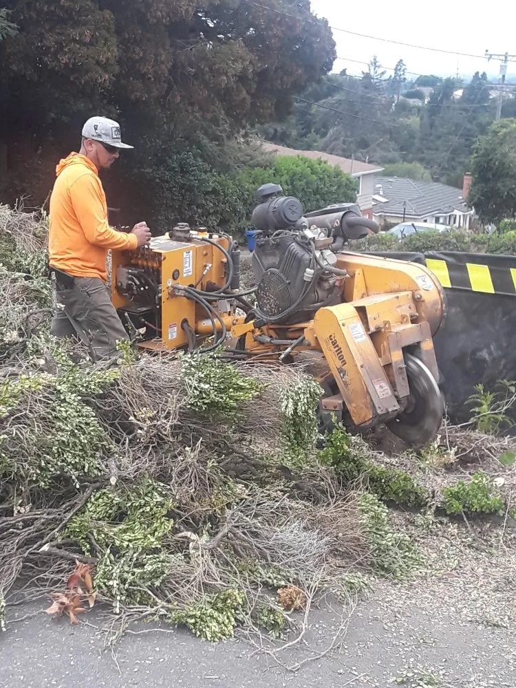 Top-rated outdoor landscaping for year-round maintenance across Richmond, CA - MissLandscape