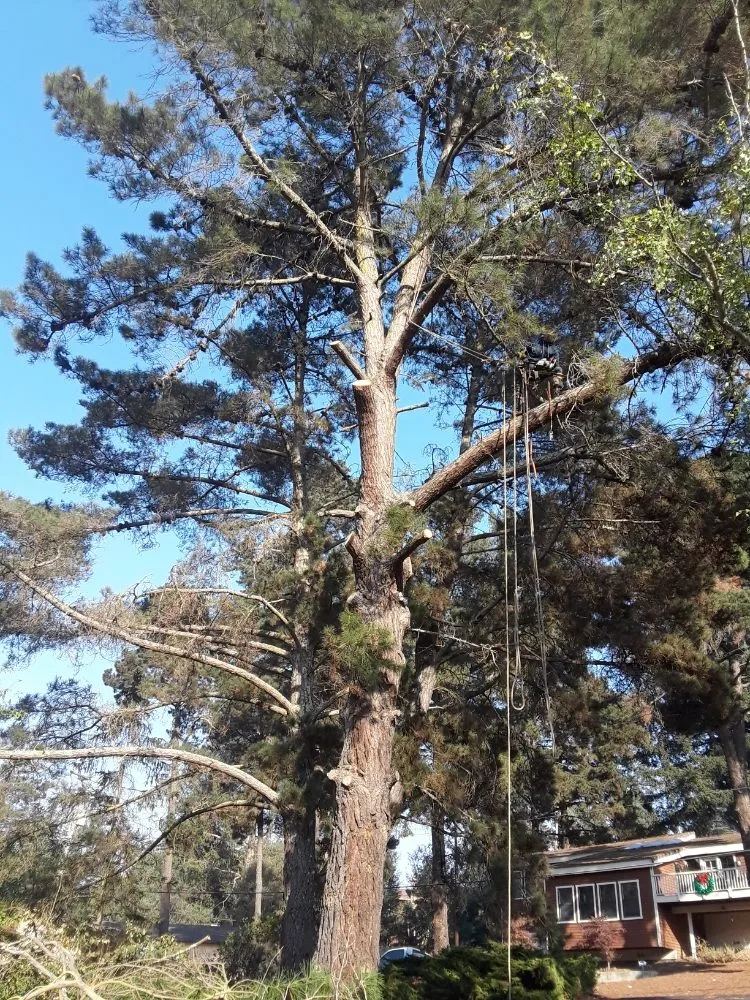 Trusted garden landscaping in Richmond, CA - MissLandscape