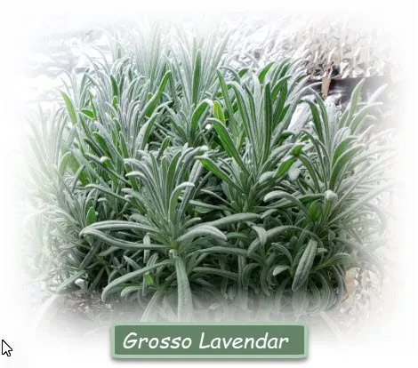 Local garden landscaping in Unionville, MO by Missouri Botanicals