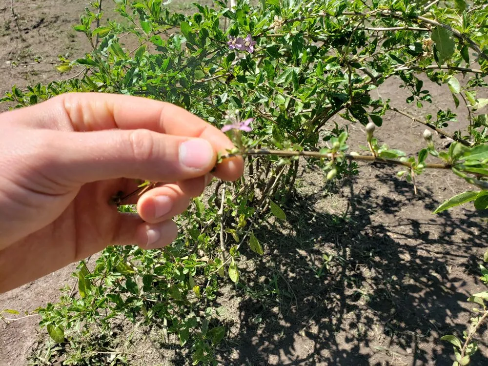 Custom yard maintenance with custom design in Unionville, MO by Missouri Botanicals