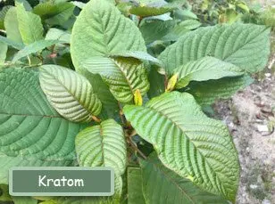 Expert landscaping services experts serving Unionville, MO - Missouri Botanicals