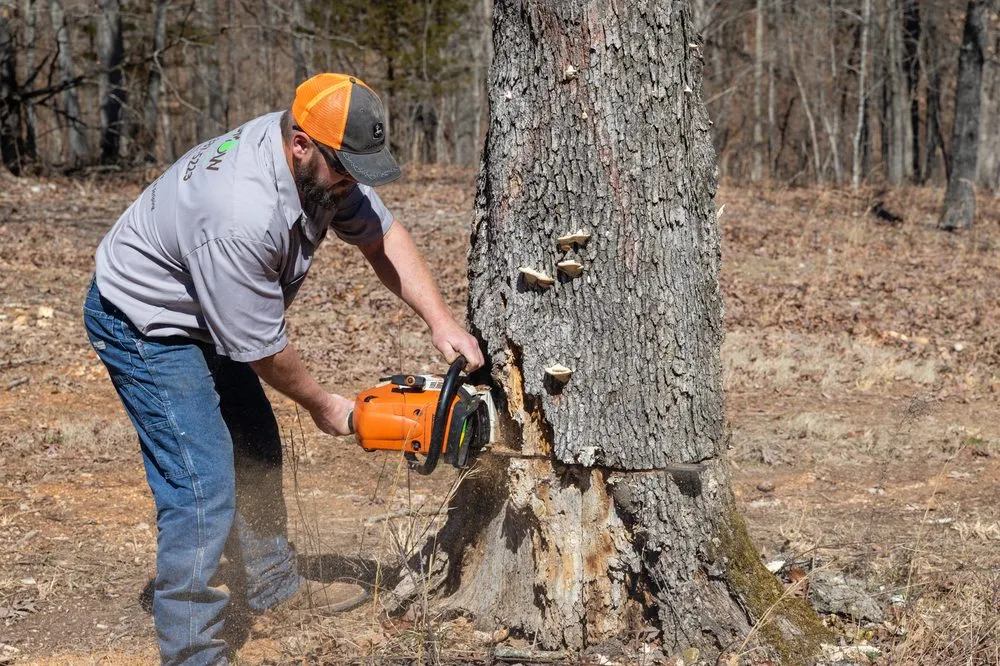 Trusted yard cleanup service in Galena, MO by Missouri Mow