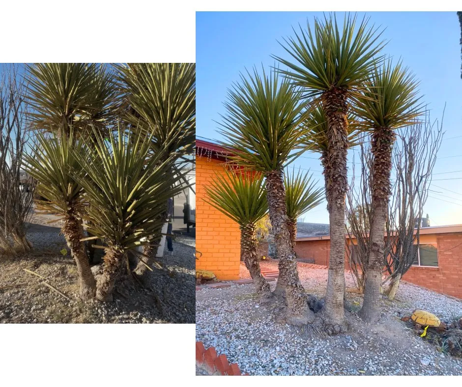 Local landscape design for residential properties in El Paso, TX by Mister Green Lawn Care