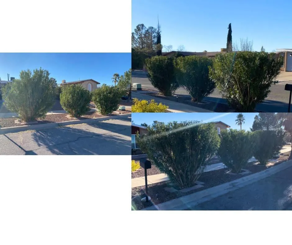 Local lawn mowing service for beautiful yards in El Paso, TX by Mister Green Lawn Care