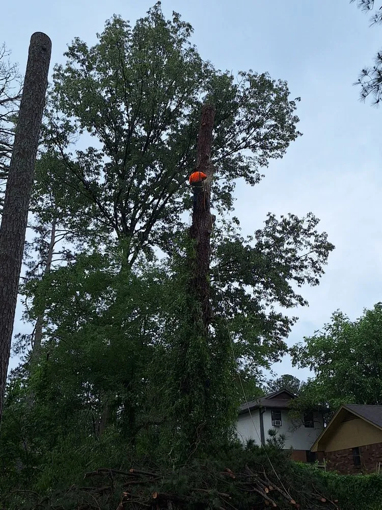 Custom yard maintenance in Houston, TX - Mister Tree Service